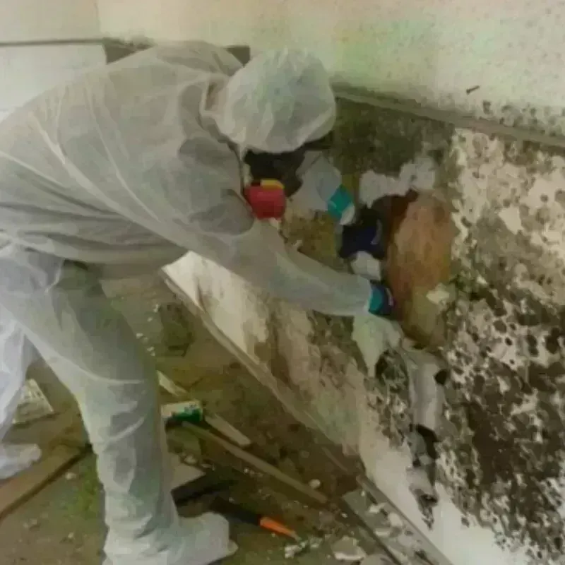 Mold Remediation and Removal in Berea, SC